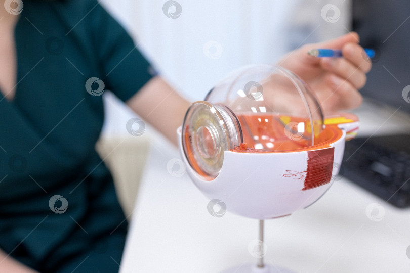 Скачать Врач-офтальмолог показывает анатомическое строение глаза на макете крупным планом фотосток Ozero