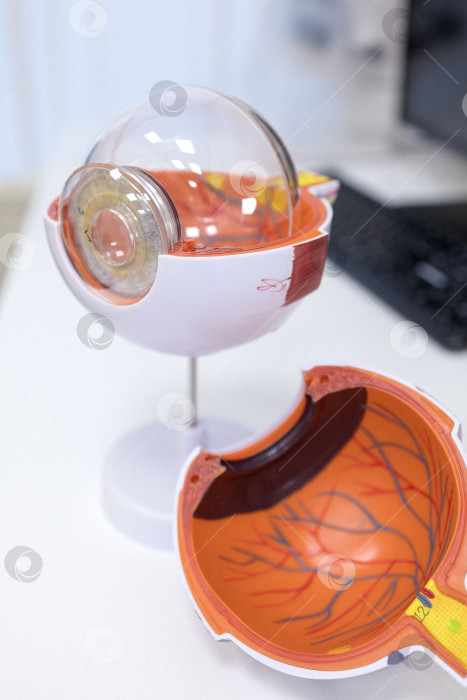 Скачать Врач-офтальмолог показывает анатомическое строение глаза на макете крупным планом фотосток Ozero