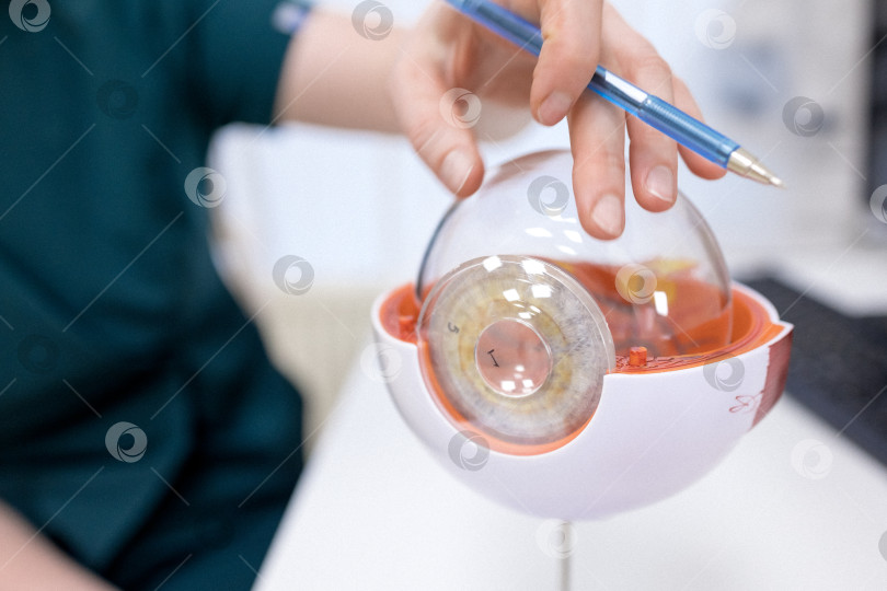 Скачать Врач-офтальмолог показывает анатомическое строение глаза на макете крупным планом фотосток Ozero