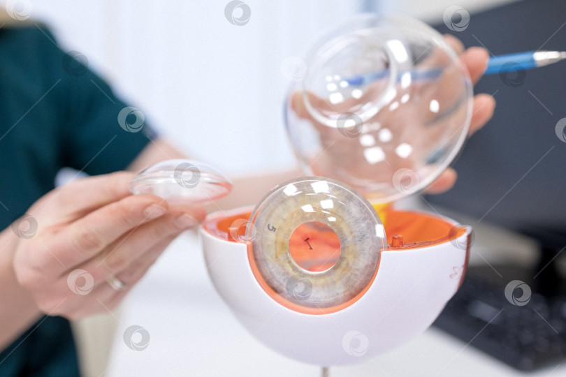 Скачать Врач-офтальмолог показывает анатомическое строение глаза на макете крупным планом фотосток Ozero