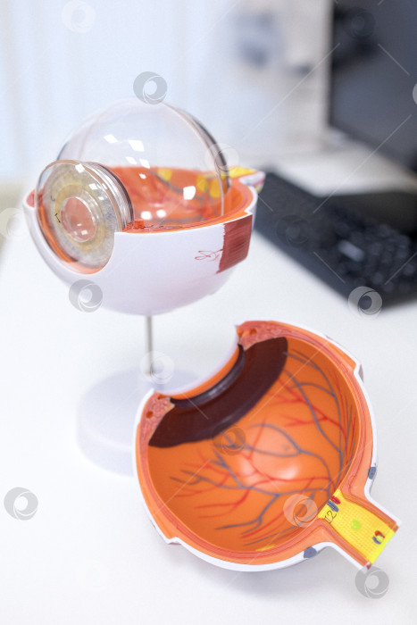 Скачать Врач-офтальмолог показывает анатомическое строение глаза на макете крупным планом фотосток Ozero