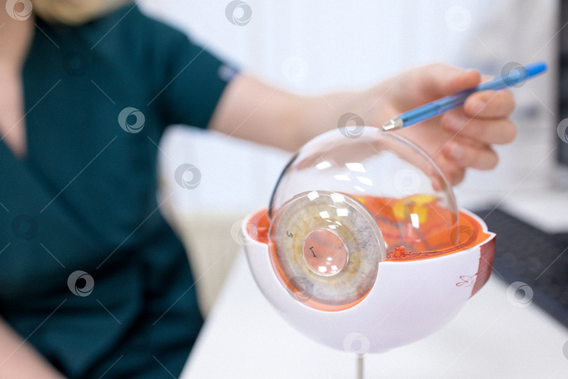 Скачать Врач-офтальмолог показывает анатомическое строение глаза на макете крупным планом фотосток Ozero