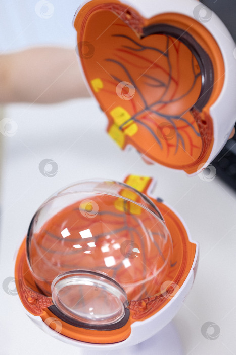 Скачать Врач-офтальмолог показывает анатомическое строение глаза на макете крупным планом фотосток Ozero