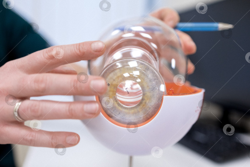 Скачать Врач-офтальмолог показывает анатомическое строение глаза на макете крупным планом фотосток Ozero