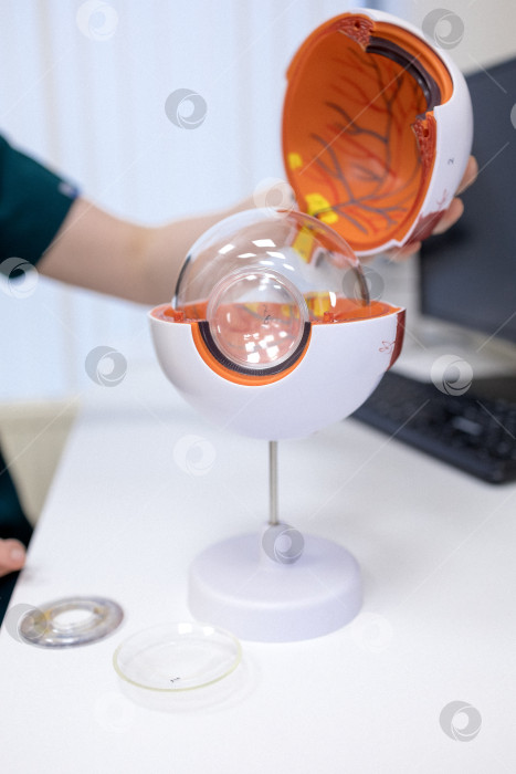 Скачать Врач-офтальмолог показывает анатомическое строение глаза на макете крупным планом фотосток Ozero