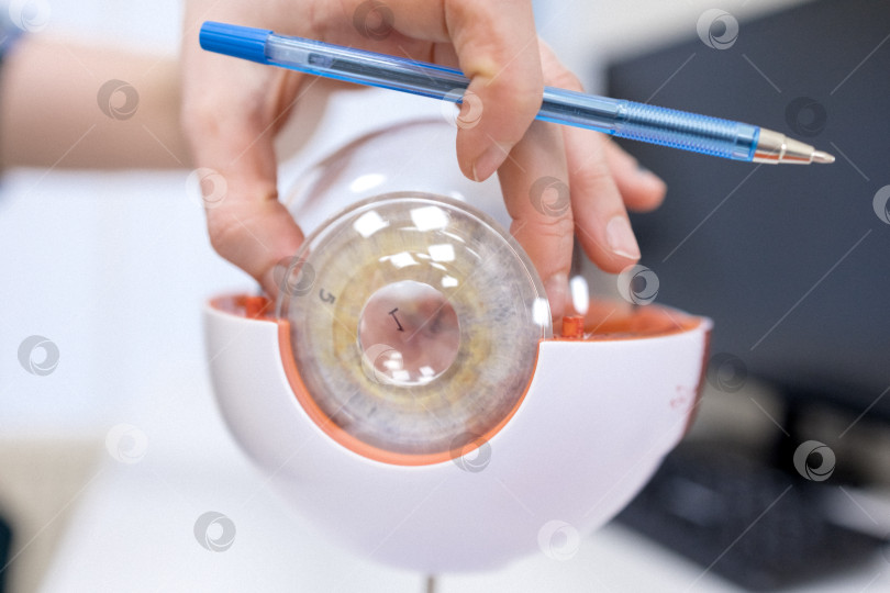 Скачать Врач-офтальмолог показывает анатомическое строение глаза на макете крупным планом фотосток Ozero