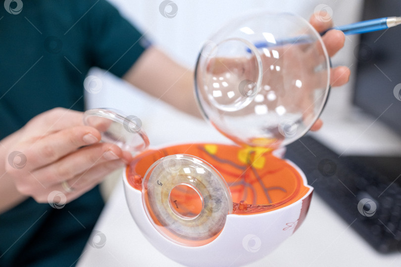 Скачать Врач-офтальмолог показывает анатомическое строение глаза на макете крупным планом фотосток Ozero