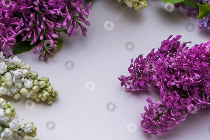 Скачать Сиреневый на белом фоне фотосток Ozero