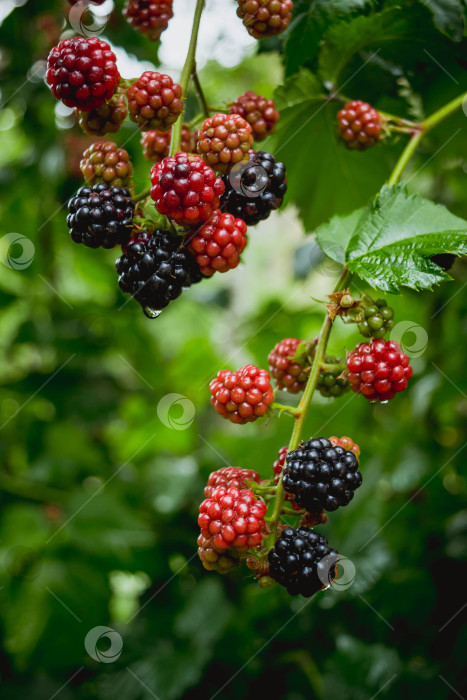 Скачать Ежевика фотосток Ozero