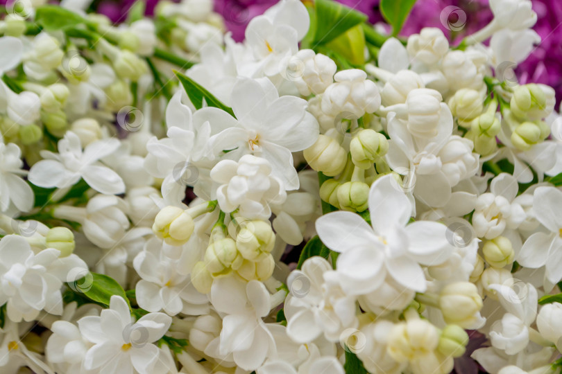 Скачать Сиреневый на белом фоне фотосток Ozero