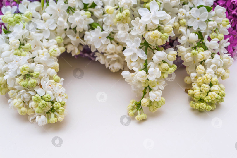 Скачать Сиреневый на белом фоне фотосток Ozero