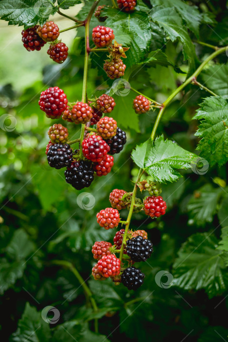 Скачать Ежевика фотосток Ozero