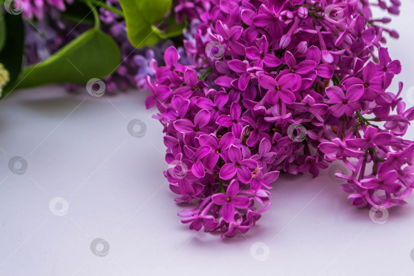 Скачать Сиреневый на белом фоне фотосток Ozero
