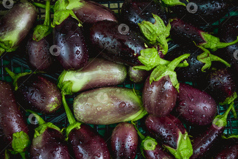 Скачать Баклажан фотосток Ozero