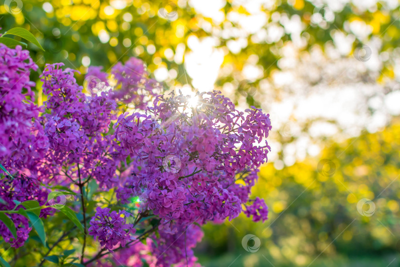 Скачать Сирень фотосток Ozero