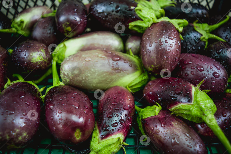 Скачать Баклажан фотосток Ozero