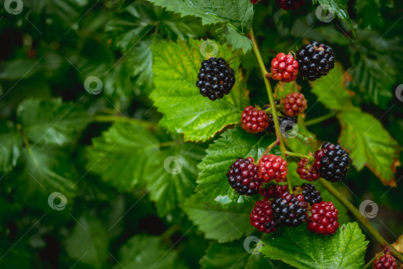 Скачать Ежевика фотосток Ozero