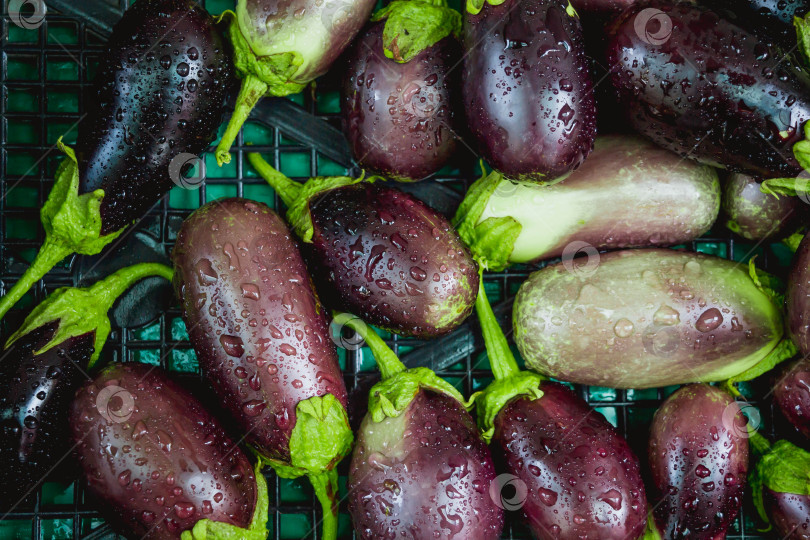 Скачать Баклажан фотосток Ozero