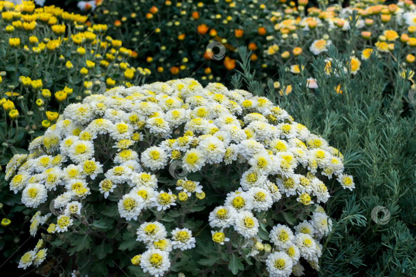 Скачать Прекрасные хризантемы фотосток Ozero