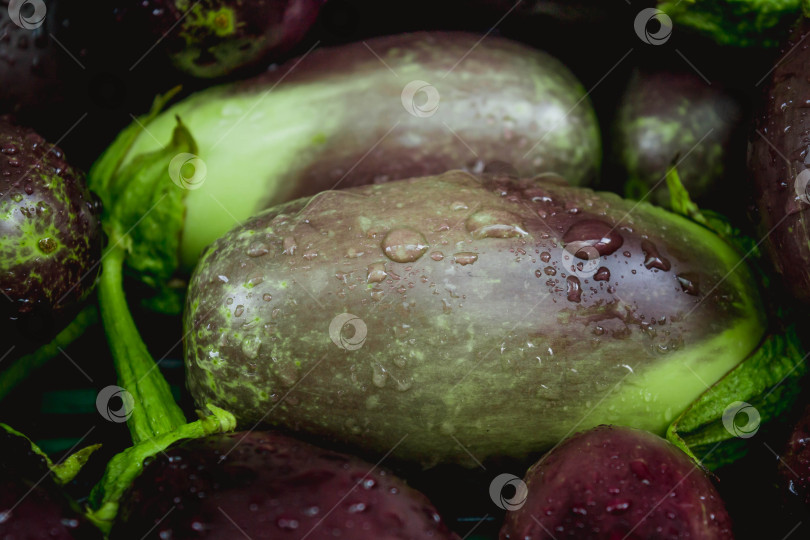 Скачать Баклажан фотосток Ozero