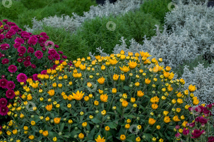 Скачать Прекрасные хризантемы фотосток Ozero