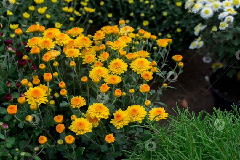 Скачать Прекрасные хризантемы фотосток Ozero