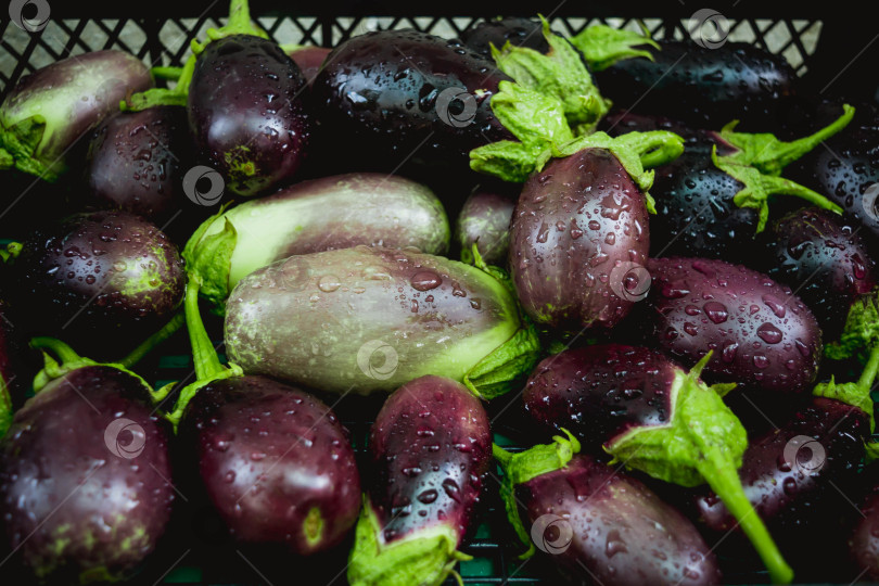 Скачать Баклажан фотосток Ozero