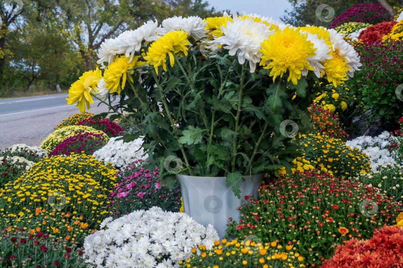 Скачать Прекрасные хризантемы фотосток Ozero