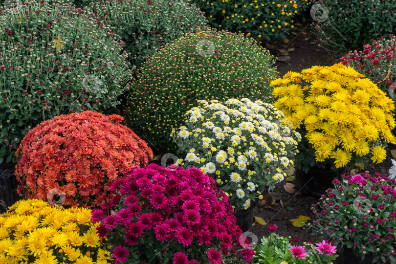 Скачать Прекрасные хризантемы фотосток Ozero