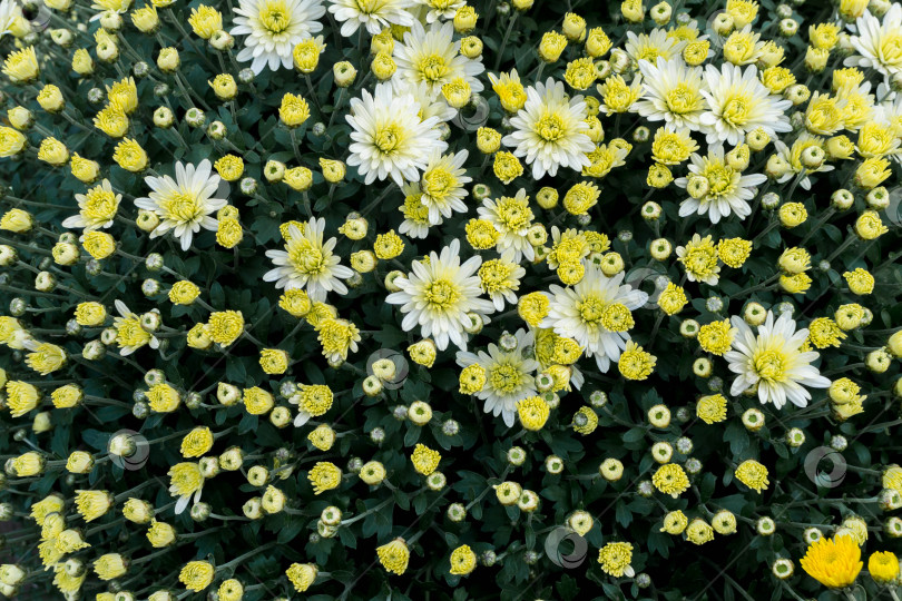 Скачать Прекрасные хризантемы фотосток Ozero