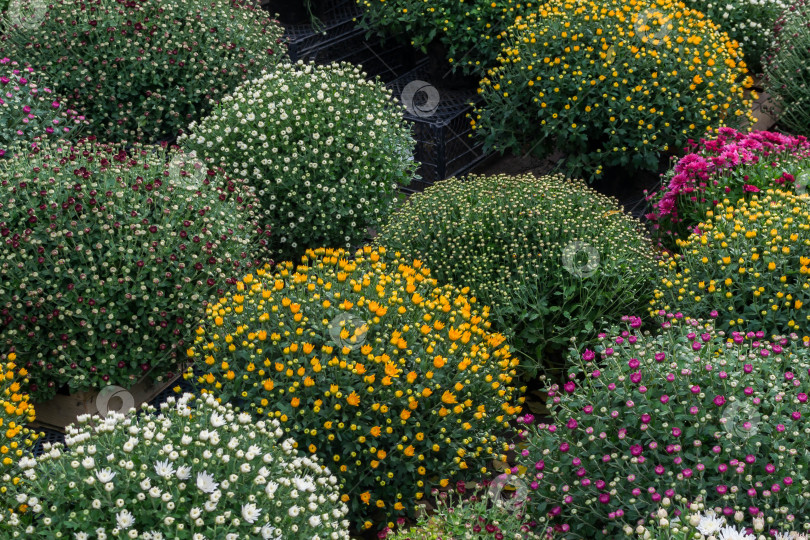 Скачать Прекрасные хризантемы фотосток Ozero