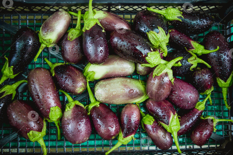 Скачать Баклажан фотосток Ozero