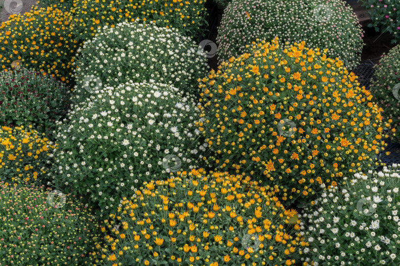 Скачать Прекрасные хризантемы фотосток Ozero