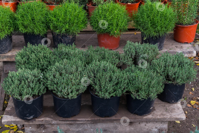 Скачать Прекрасные хризантемы фотосток Ozero