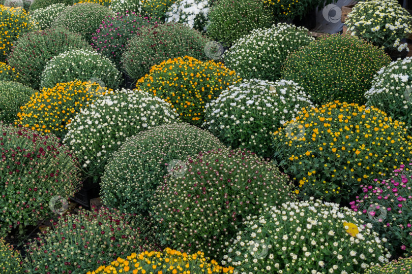 Скачать Прекрасные хризантемы фотосток Ozero