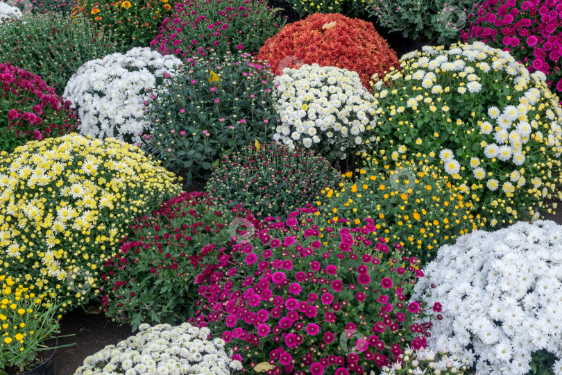 Скачать Прекрасные хризантемы фотосток Ozero