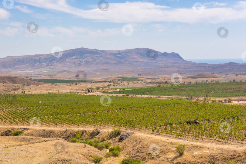 Скачать Сбор урожая винограда фотосток Ozero