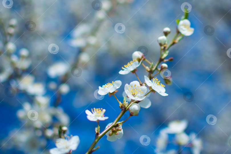 Скачать Весна фотосток Ozero