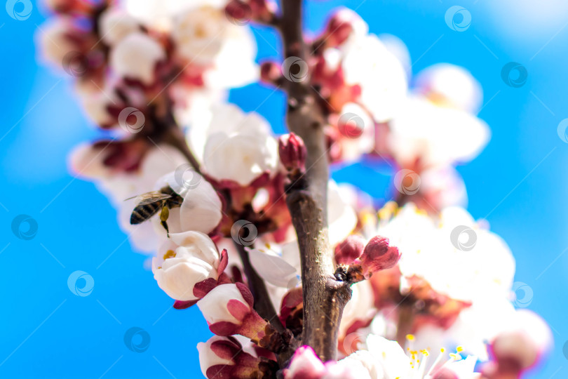 Скачать Весна фотосток Ozero