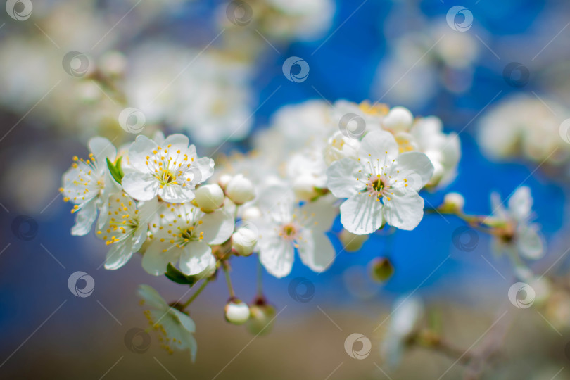 Скачать Весна фотосток Ozero