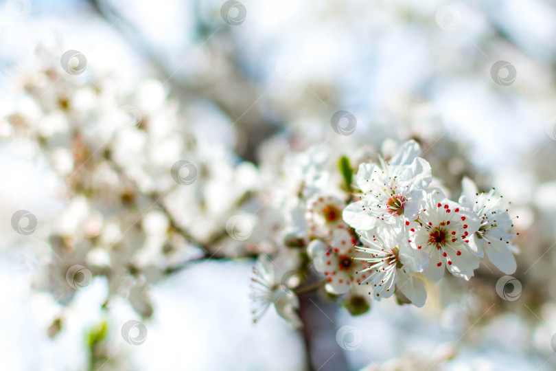 Скачать Весна фотосток Ozero