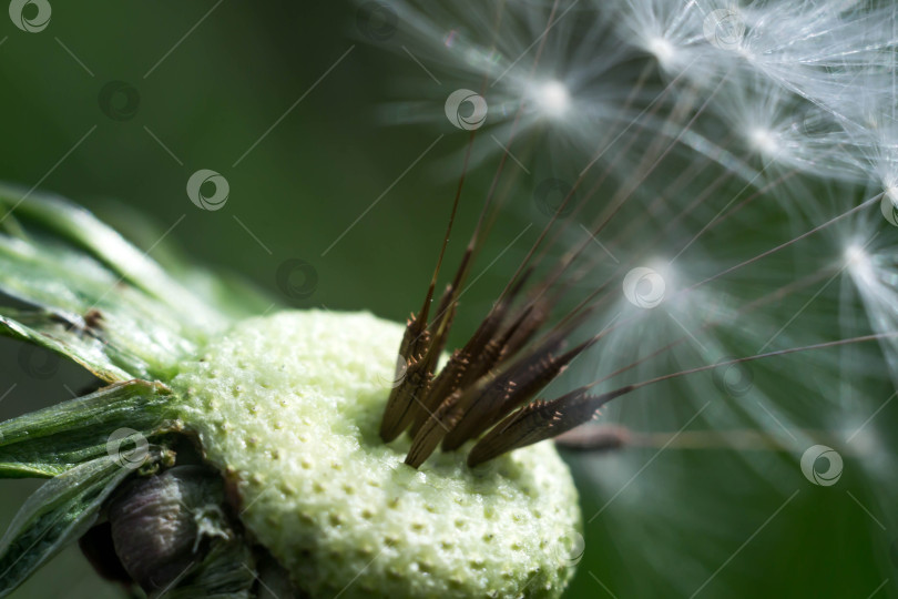 Скачать Весна и одуванчики фотосток Ozero