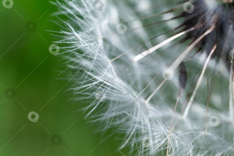 Скачать Весна и одуванчики фотосток Ozero