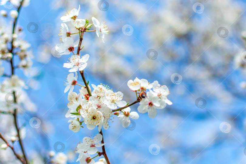 Скачать Весна фотосток Ozero