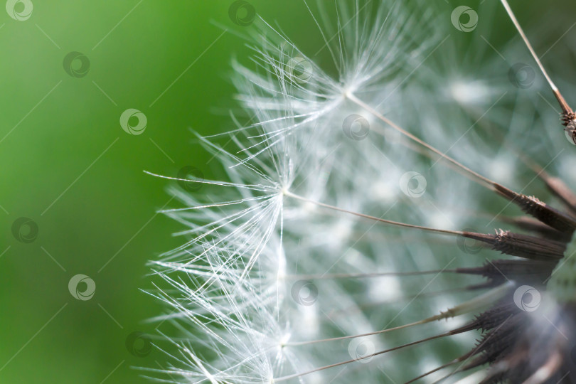 Скачать Весна и одуванчики фотосток Ozero