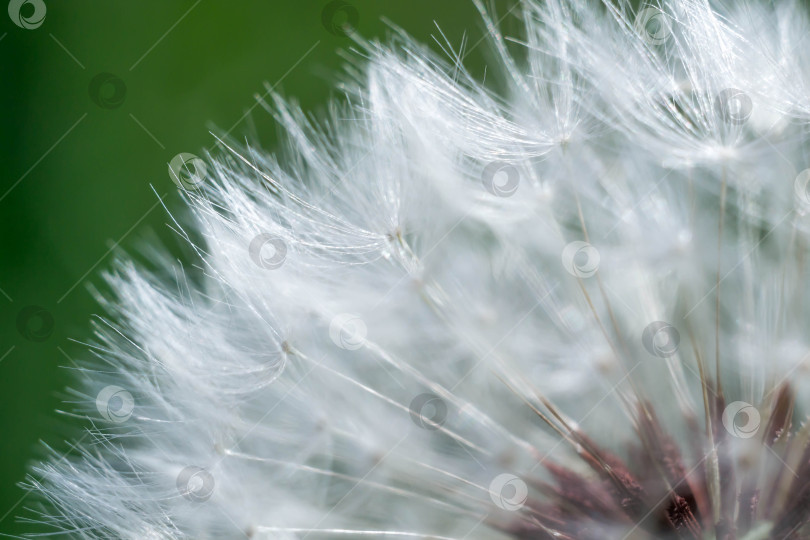 Скачать Весна и одуванчики фотосток Ozero