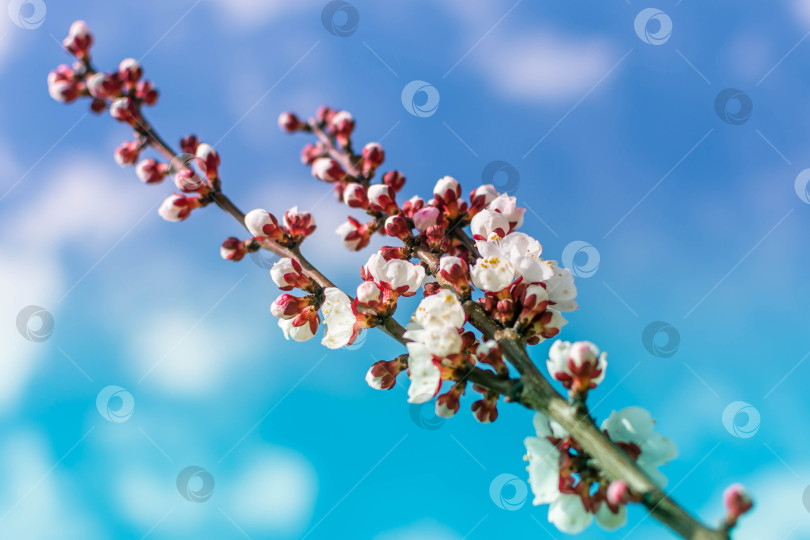 Скачать Весна фотосток Ozero