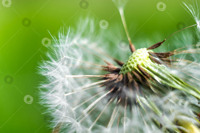 Скачать Весна и одуванчики фотосток Ozero