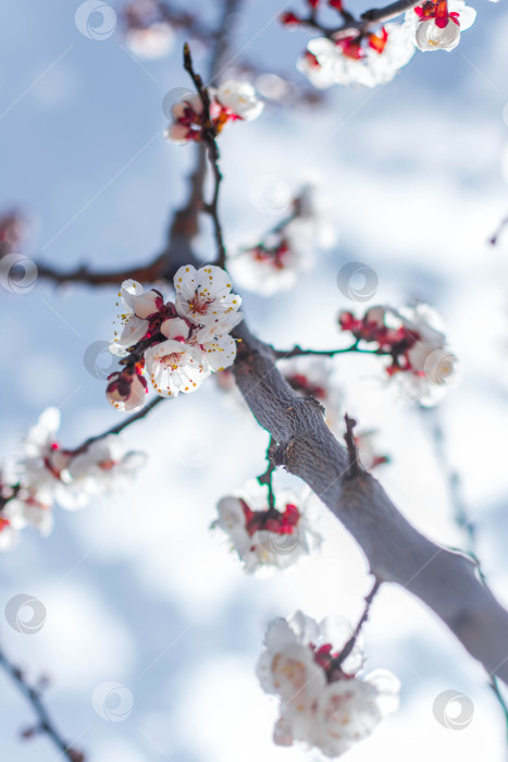 Скачать Весна фотосток Ozero