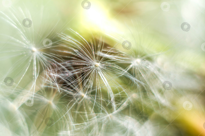 Скачать Весна и одуванчики фотосток Ozero